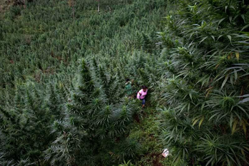 这里是“银三角地狱”：毒品遍地，黑帮横行