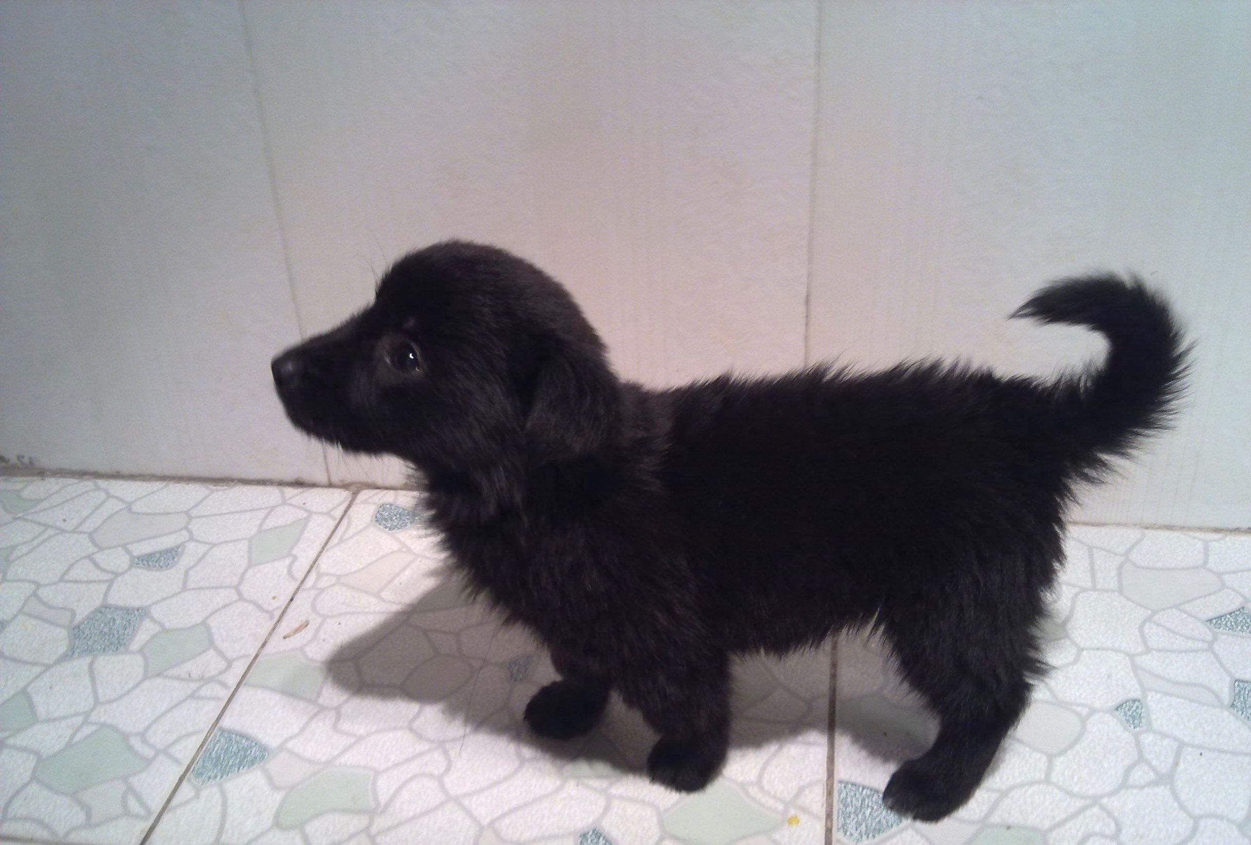 中国本土智商最高的狗：黑熊犬超萌却濒临灭绝