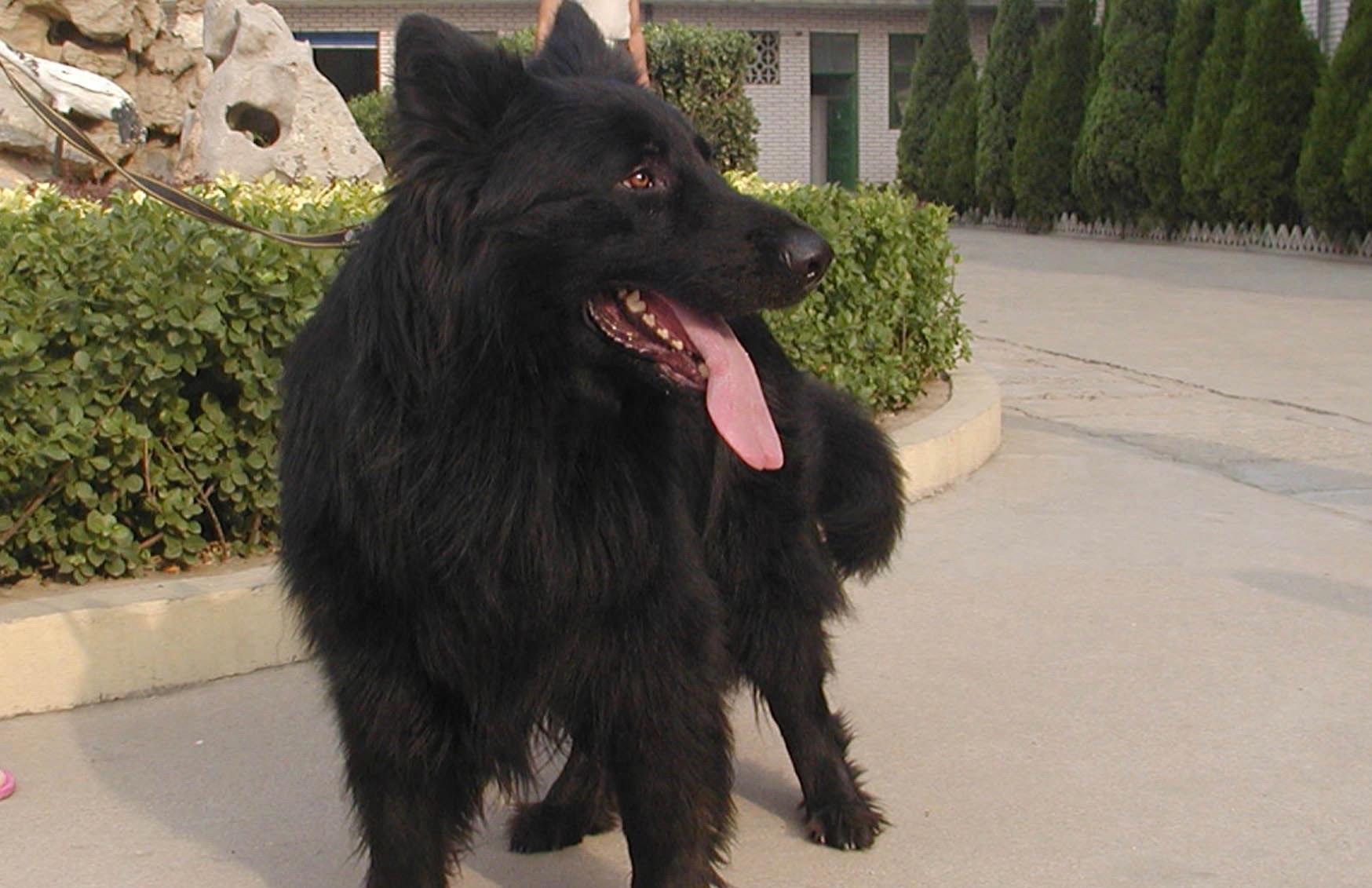 中国本土智商最高的狗：黑熊犬超萌却濒临灭绝