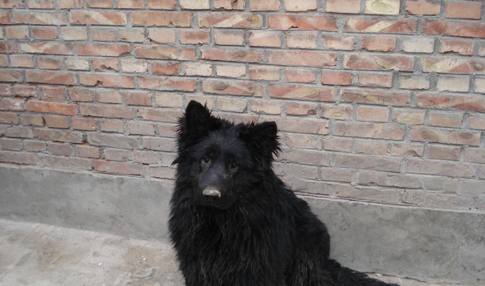 中国本土智商最高的狗：黑熊犬超萌却濒临灭绝