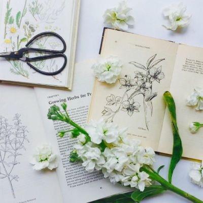 最唯美的花朵图片微信头像大全