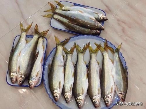 一天钓黄尾的最佳时间(黄尾什么时候钓最合适)