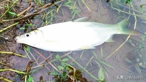 一天钓黄尾的最佳时间(黄尾什么时候钓最合适)