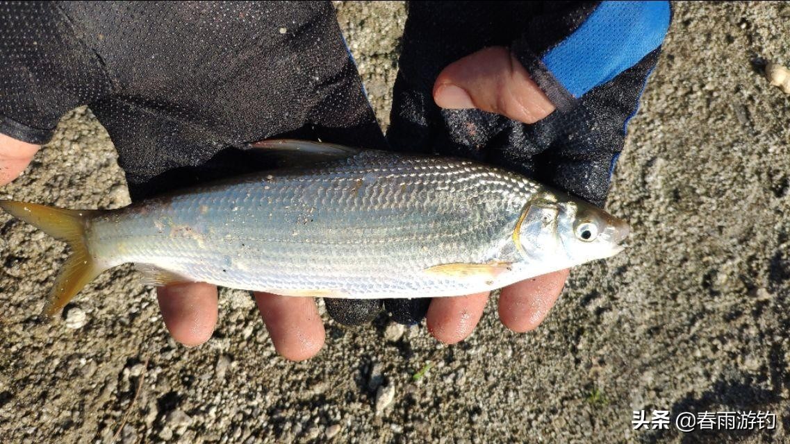 一天钓黄尾的最佳时间(黄尾什么时候钓最合适)