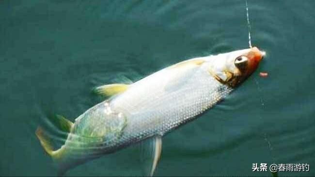 一天钓黄尾的最佳时间(黄尾什么时候钓最合适)