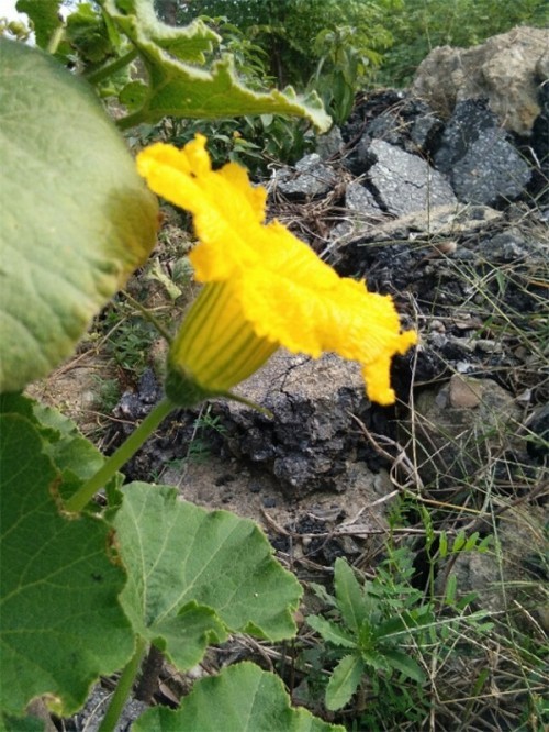 南瓜花是雄花还是雌花(南瓜花雌雄怎么区分)