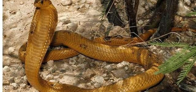 今日全球毒蛇的毒性排行有哪些（全球十大致命毒蛇）(8)