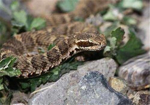 今日全球毒蛇的毒性排行有哪些（全球十大致命毒蛇）(4)
