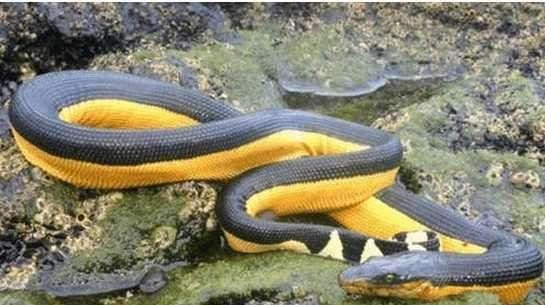 今日全球毒蛇的毒性排行有哪些（全球十大致命毒蛇）(2)