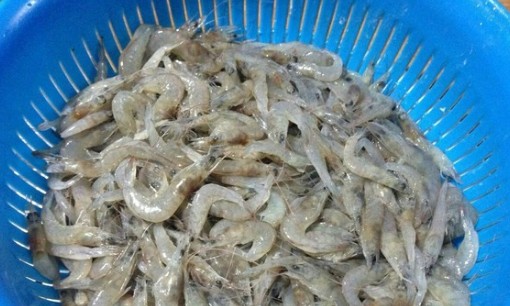 虾怎么炒好吃又简单,虾怎么做好吃又简单 虾的n种做法视频图8