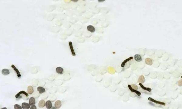 怎么孵化蚕,蚕籽怎么孵出蚕宝宝视频图6