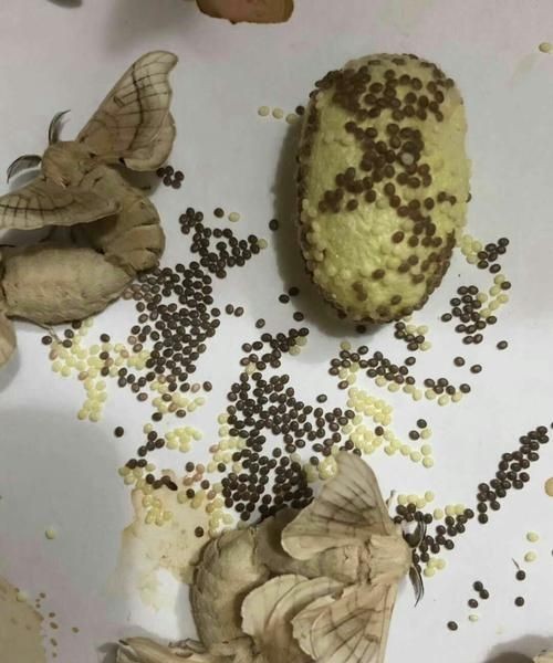 蚕卵是怎样的蚕卵孵化需要什么条件