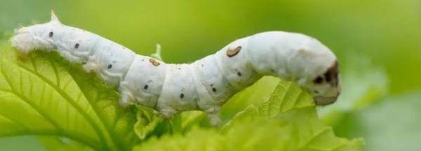 怎么孵化蚕,蚕籽怎么孵出蚕宝宝视频图1