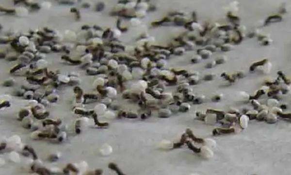 怎么孵化蚕,蚕籽怎么孵出蚕宝宝视频图5