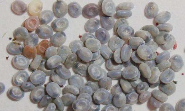 怎么孵化蚕,蚕籽怎么孵出蚕宝宝视频图4