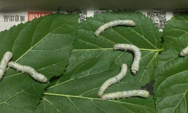 怎么孵化蚕,蚕籽怎么孵出蚕宝宝视频图7