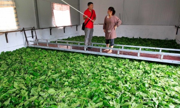 怎么孵化蚕,蚕籽怎么孵出蚕宝宝视频图10