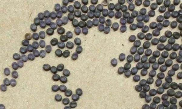 怎么孵化蚕,蚕籽怎么孵出蚕宝宝视频图3