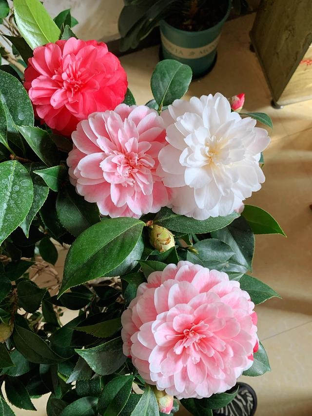 茶花的品种大全介绍（茶花品种欣赏）(5)