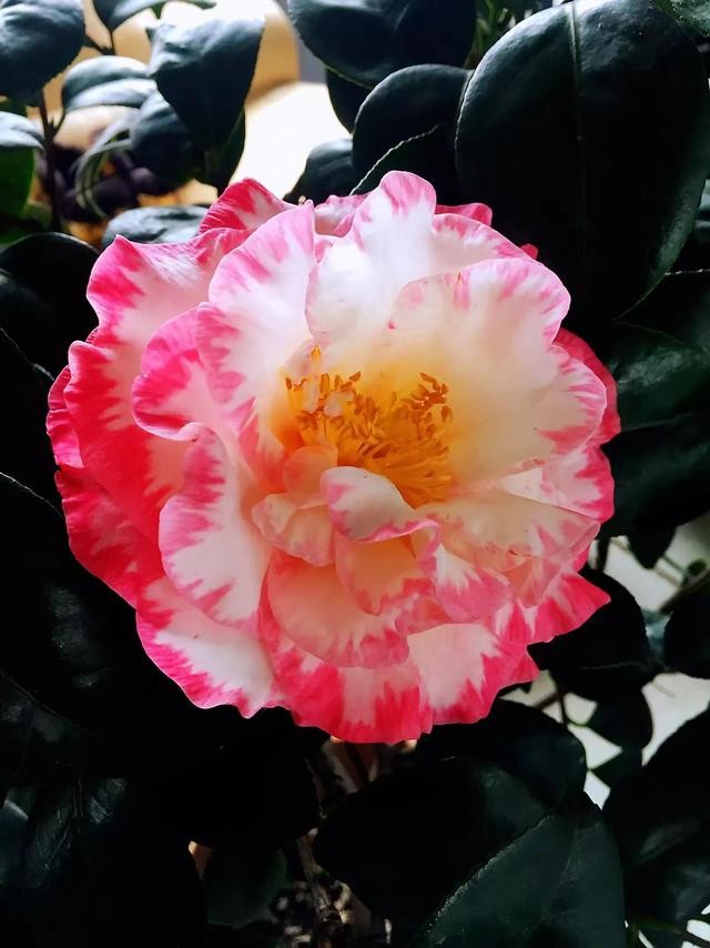 茶花的品种大全介绍（茶花品种欣赏）(39)