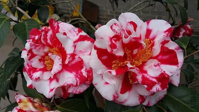 茶花的品种大全介绍（茶花品种欣赏）(29)