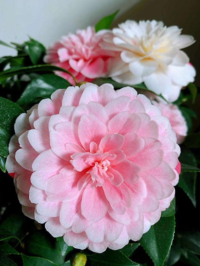 茶花的品种大全介绍（茶花品种欣赏）(4)