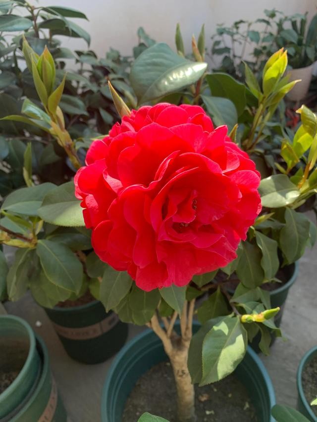 茶花的品种大全介绍（茶花品种欣赏）(7)