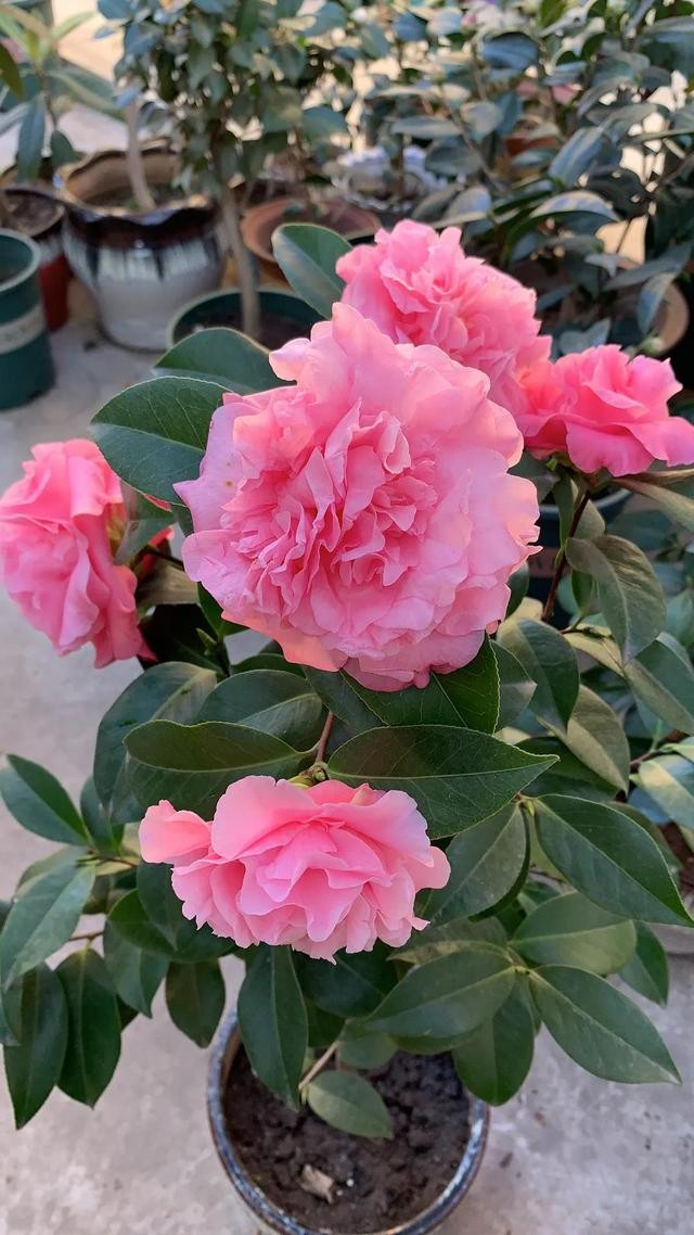 茶花的品种大全介绍（茶花品种欣赏）(18)