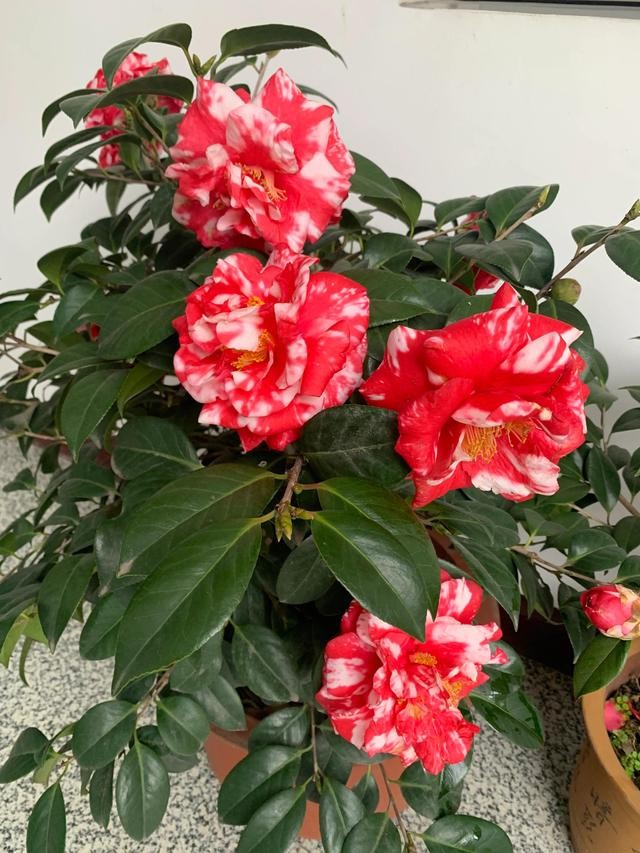 茶花的品种大全介绍（茶花品种欣赏）(32)