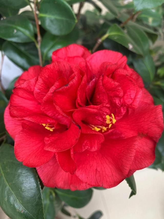 茶花的品种大全介绍（茶花品种欣赏）(17)