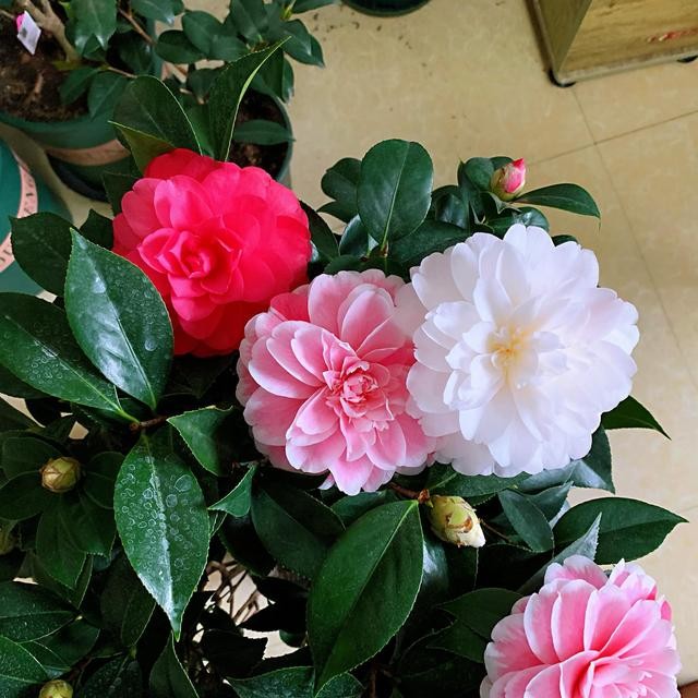 茶花的品种大全介绍（茶花品种欣赏）(1)