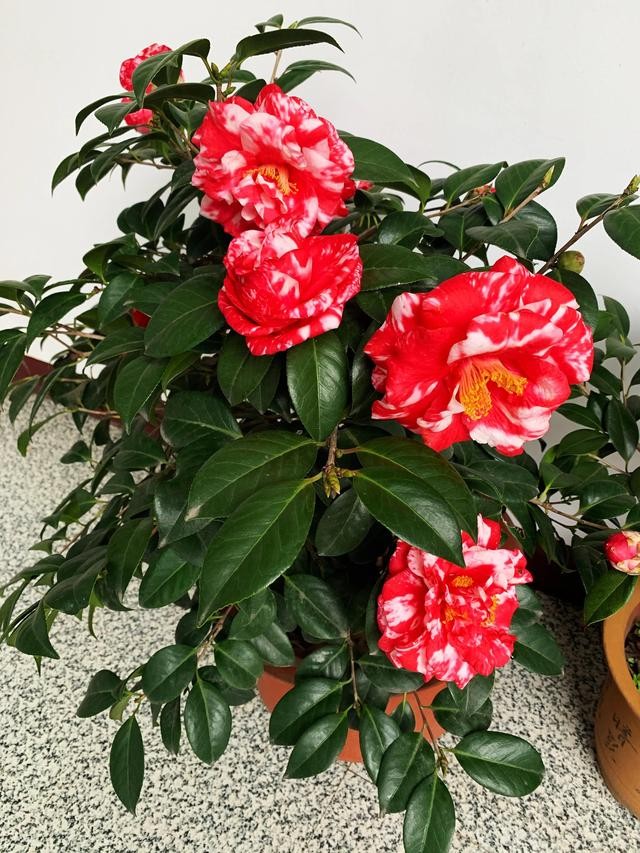 茶花的品种大全介绍（茶花品种欣赏）(31)