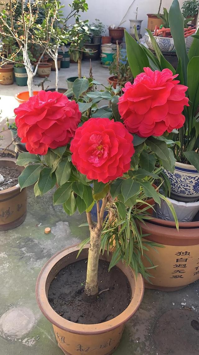 茶花的品种大全介绍（茶花品种欣赏）(11)