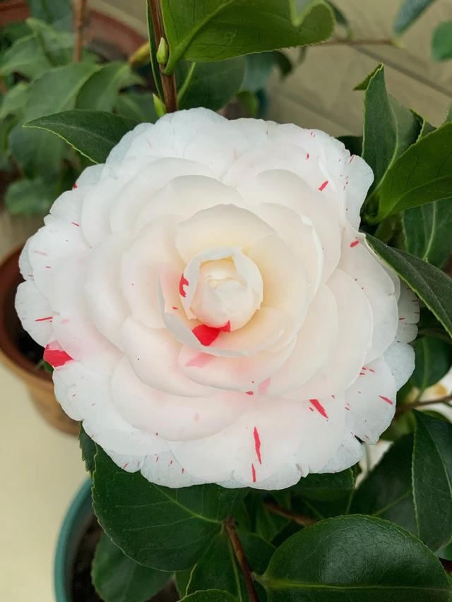 茶花的品种大全介绍（茶花品种欣赏）(27)