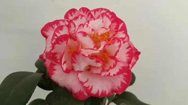 茶花的品种大全介绍（茶花品种欣赏）(37)