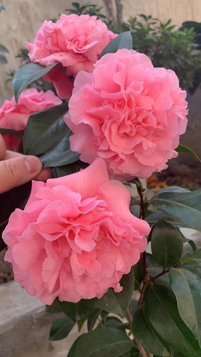 茶花的品种大全介绍（茶花品种欣赏）(20)