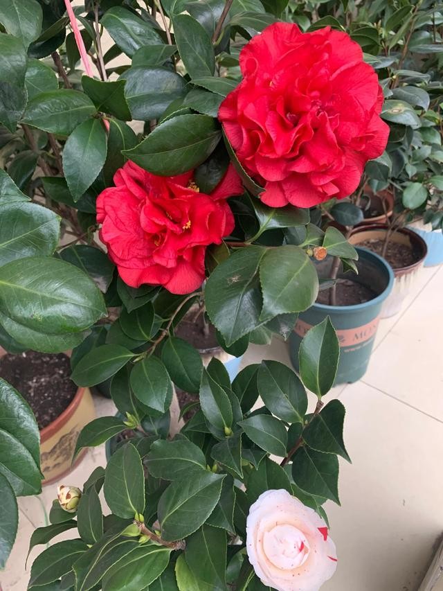 茶花的品种大全介绍（茶花品种欣赏）(15)