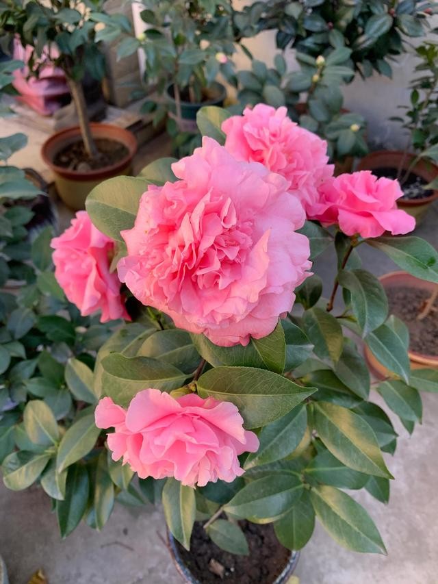 茶花的品种大全介绍（茶花品种欣赏）(22)