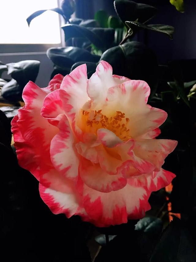 茶花的品种大全介绍（茶花品种欣赏）(38)