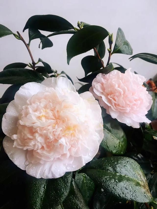 茶花的品种大全介绍（茶花品种欣赏）(34)