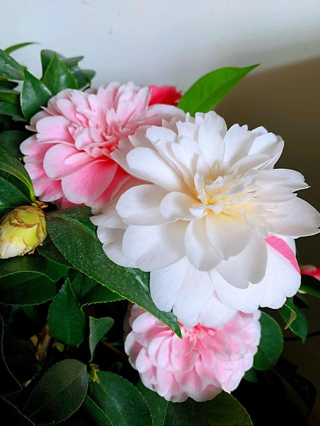 茶花的品种大全介绍（茶花品种欣赏）(3)