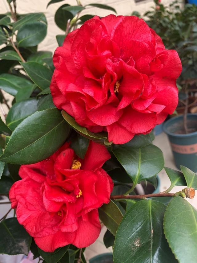 茶花的品种大全介绍（茶花品种欣赏）(16)