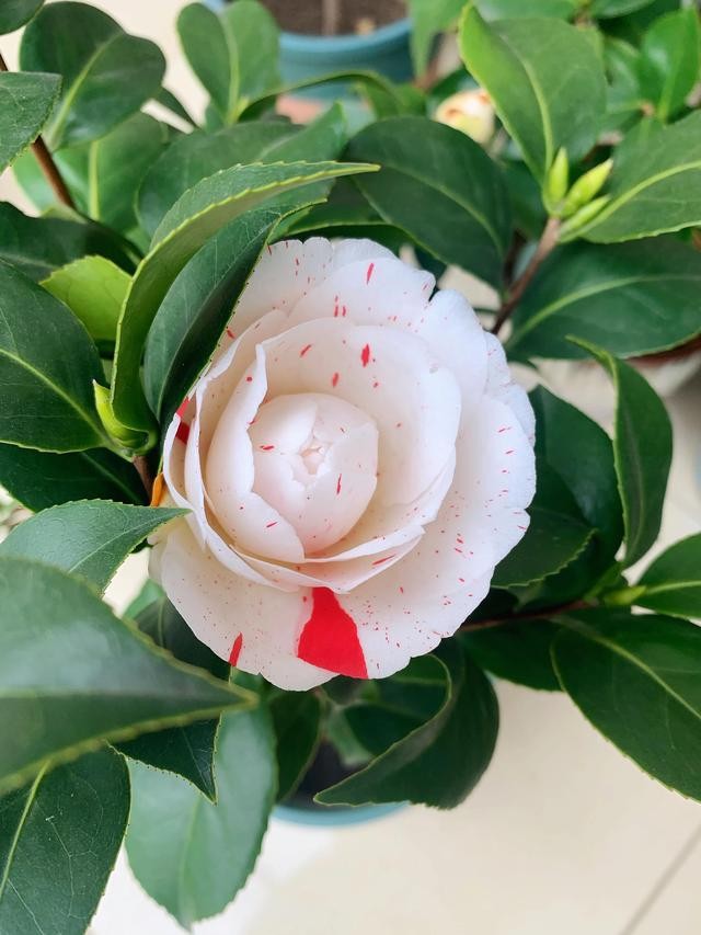 茶花的品种大全介绍（茶花品种欣赏）(23)