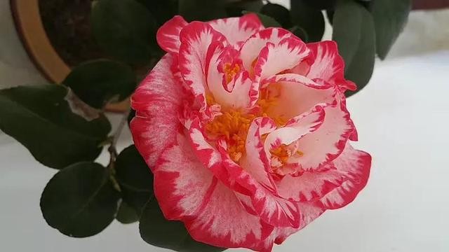 茶花的品种大全介绍（茶花品种欣赏）(36)