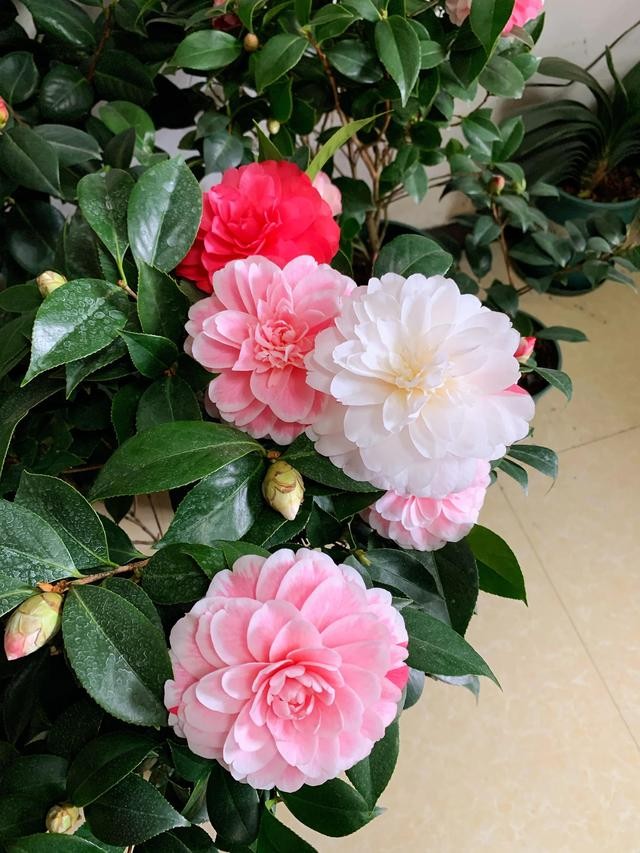 茶花的品种大全介绍（茶花品种欣赏）(2)