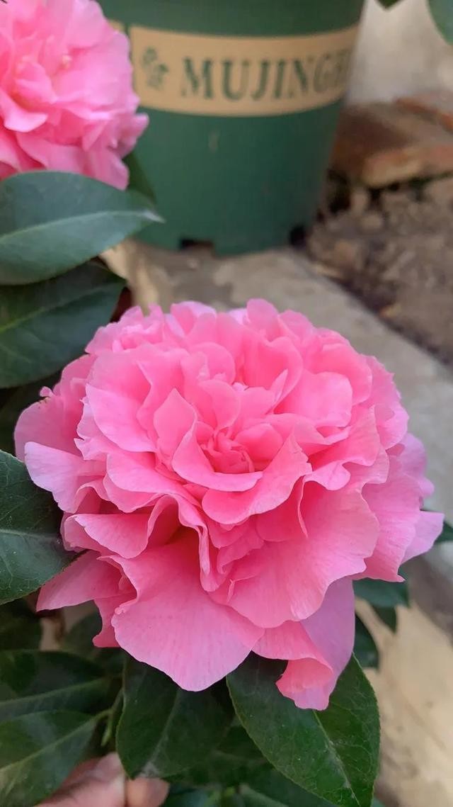 茶花的品种大全介绍（茶花品种欣赏）(21)