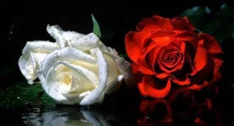 白月光和朱砂痣在爱情中表达的含义,白月光与朱砂痣什么意思图2