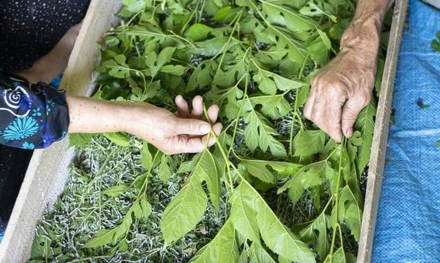 陈皮可以和桑葚一起泡吗，桑葚干和枸杞泡水喝的好处？图11