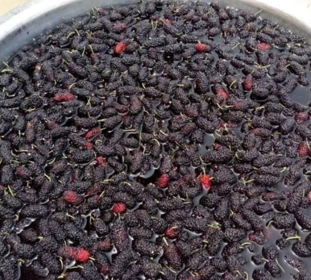 陈皮可以和桑葚一起泡吗，桑葚干和枸杞泡水喝的好处？图3