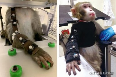 ​美国医药界满世界找猴子和电视剧十二猴子 美国 医药